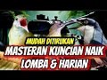 Download Lagu Masteran ringan mudah ditirukan nilai tinggi | jinjing petulak, kapas tembak \u0026 pijantung pisang