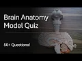 Brain Anatomy Models Practice Quiz 50 Questions