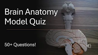 Brain Anatomy Models Practice Quiz 50 Questions