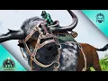 Download Lagu My Frustrating First Time Taming a Bison... | ARK: Ragnarok [E4]