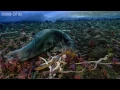 Download Lagu Life - Timelapse of swarming monster worms and sea stars - BBC