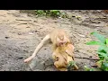 OMG Poor Monkey Abby Much Hurt Screaming Due To Millie This Is New Lesson For Abandoned Abby