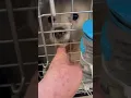 Dog With No Tongue Arrives in United States of America