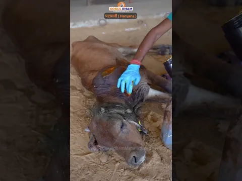 कुत्तो ने काट काट के दिए बछड़े को जख्म | आस पास के लोगो ने बचाया #shorts #saveanimals #gauseva #fyp