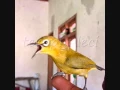 Download Lagu DOWNLOAD VIDIO SUARA BURUNG PLECI - DURASI PANJANG
