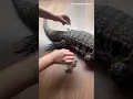 Download Lagu ASMR! Peeling Skin Tegu #reptiles #shedding #lizard #iguana #tegu