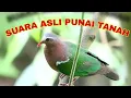 Download Lagu Punai Tanah/Delimukan Zamrud Buat pikat dan masteran ~ Masteng nex