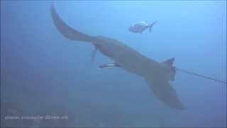 manta oc anique manta birostris tha lande