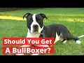All about the Pitbull Boxer mix Bullboxer Should you get a BullBoxer