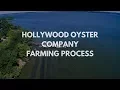 Oyster Farming Process at HOC