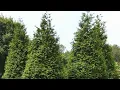 Green Giant Arborvitae Grow Guide