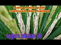 Download Lagu Bulir padi memutih,ini sebab dan cara mengatasinya