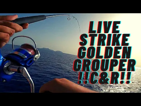 Download MP3 Shore Jigging set with Fiiish Black Minnow! Live Strike Golden Grouper C\u0026R!