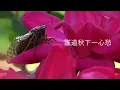 秋蟬  -  口琴
