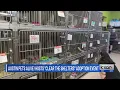 Austin Pets Alive hosts Clear The Shelters adoption event Saturday