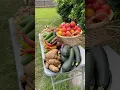 Download Lagu Incredible Backyard Harvest In A Heat Wave!