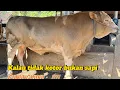Download Lagu SAPI ASLI KELAHIRAN GUNUNGKIDUL MBAH PARMAN 💖💖💖