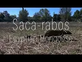 Egyptian Mongoose - Saca-rabos Herpestes ichneumon