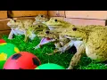 Lagu Don’t touch my ball ⚽️⚽️🐸🐸🐸🤣 unbelievable family frogs protect ball \u0026 funny frogs funny animals