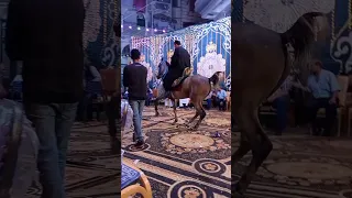 على مهلك يا فرس 