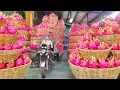 Download Lagu Harvesting Tons Of Dragon Fruit In The Large Garden Go To Market Sell For Villager