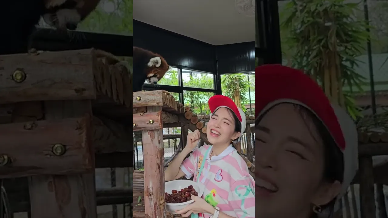 แพนด้าแดงงงงง