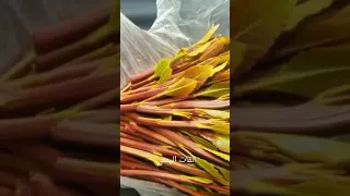 القات اليمني ــ ارحبي ــ همداني ـ شامي  القات اليمني ــ ارحبي ــ همداني ـ شامي