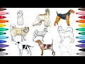 Dog Coloring pages - Dog Breeds Coloring