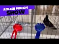 Midland Roller Pigeon Club Show Auction Oct 2022