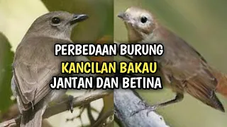 differences between male and female mangrove deer birds