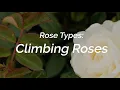 Rose Types What are Climbing Roses