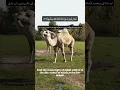 Download Lagu Surah Ah- Shams(13-15)|Mishary Bin Rashid |Beautiful Tilawat |Path Of Islam|#viral #shorts #tilawat