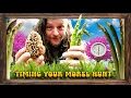 MOREL SEASON IS COMING Wild Garlic Asparagus How to Time Your Morel Hunt