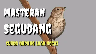 Download MASTERAN BURUNG LOMBA || SEGUDANG MATERI SUARA BURUNG LUAR NEGRI MP3