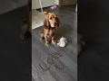 Download Lagu Send this adorable puppy video to someone you love 🐶❤️ #love #puppy #shorts