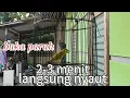 Download Lagu PLECI GACOR NGALAS BUKA PARUH BIKIN LAWAN EMOSI LANGSUNG IKUT BUNYI