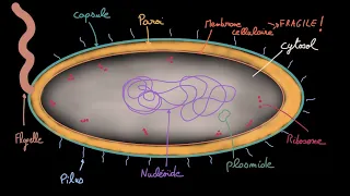 Antibiotiques - Ep 1 - Les bactéries - Docteur Synapse