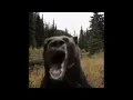Bear Gif No Batidao