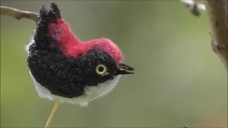 birds reaction to fake bird scarlet backed flowerpecker bird birding birdwatching