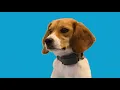 Premier Pet Rechargeable Bark Collar Overview