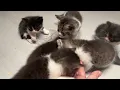 Download Lagu 🐱 Anak Kucing Lucu Belajar Makan Pertama Kali | Video Kucing Lucu + Suara Kucing