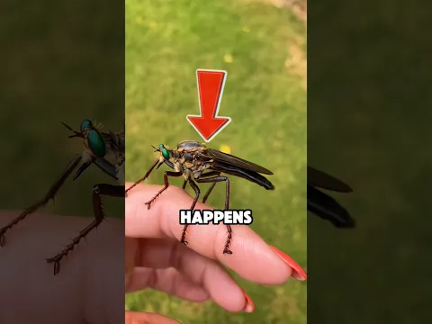 He Put a Mosquito Under a Microscope and This Happened‼️😱