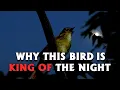 Download Lagu NIGHTINGALE Singing in the Night *rare footage*