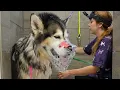 Download Lagu His Owner Warned Me: DON'T Take Off the Muzzle | Alaskan Malamute Groom