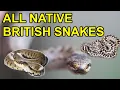 All British Snakes