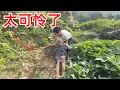 Download Lagu 80岁老人摔下悬崖 差点把命丢了，90后夫妻发现后赶紧送往医院 从山下背上山累吐血,看哭了