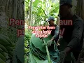 Download Lagu proses pnyebitan #petanidaunpisangbatu