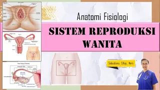 anatomy and physiology of the female reproductive system