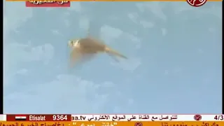 ١٩ مارس  ٢٠٢٠    خالد عبد الرحمن  ياطير وضبتك بتدريب ابغي اصاوعبك هدادي دندنها