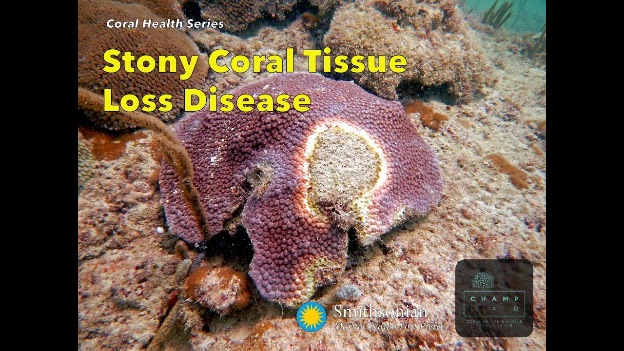 Stony Coral Tissue Loss Disease - Smithsonian Marine Station